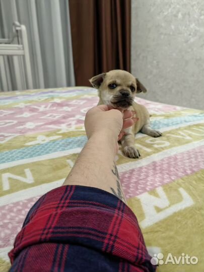 Щенки чихуахуа