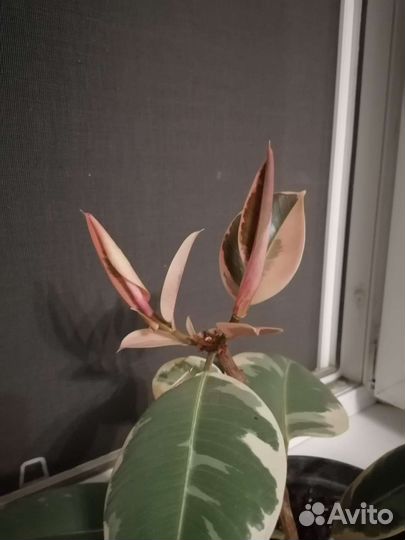 Фикус тинеке