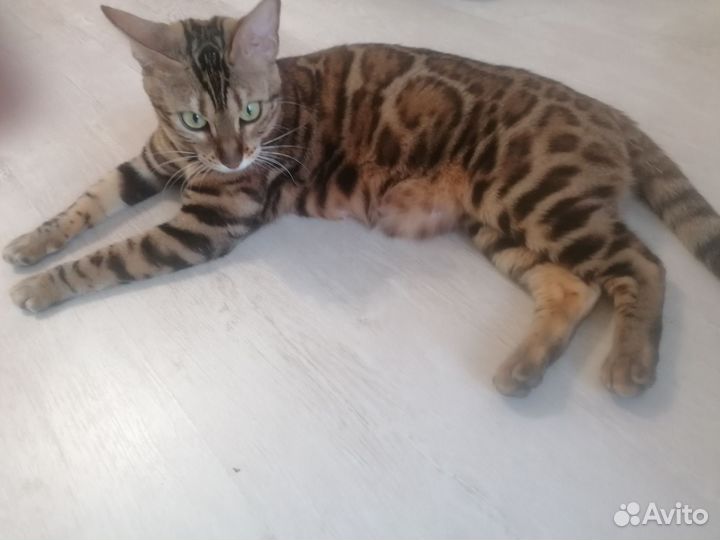 Бенгальская леопардовая кошка