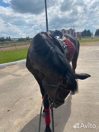 Вальтрап для конного спорта (комплект)