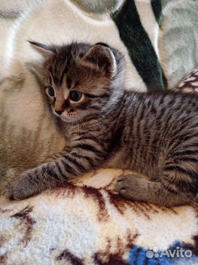 Бронь котят