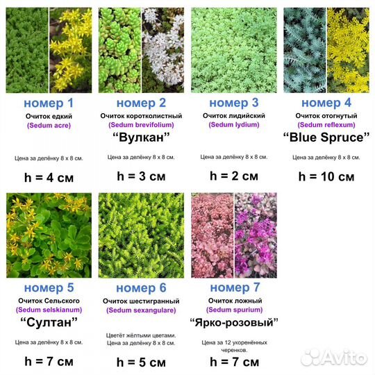 Очитки (седумы) 7 видов