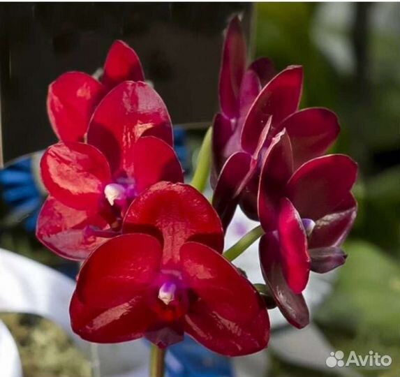 Орхидея Phal. Два красных