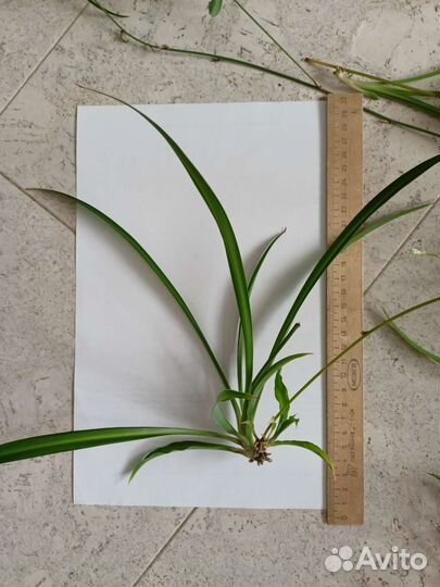 Хлорофитум детка на срез, драцена песня индии