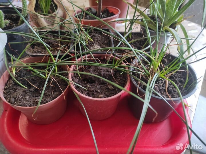 Комнатные цветы