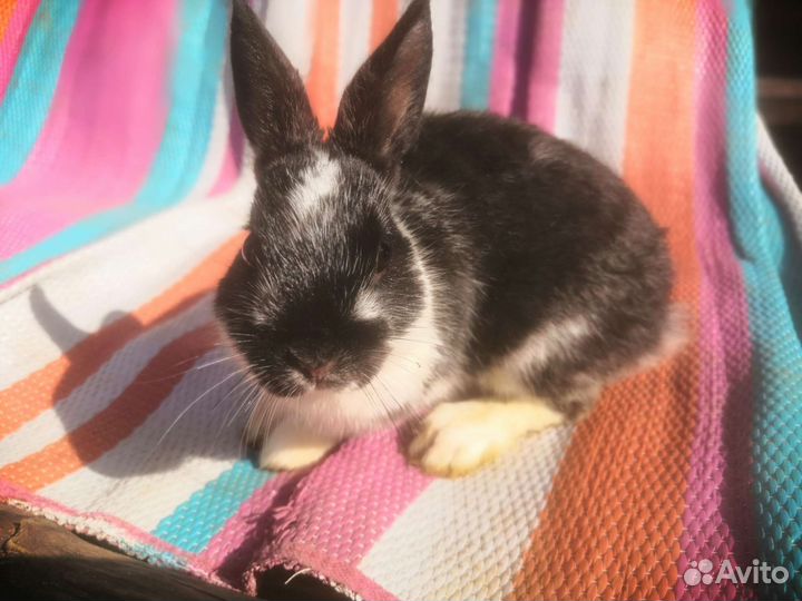 Карликовые кролики