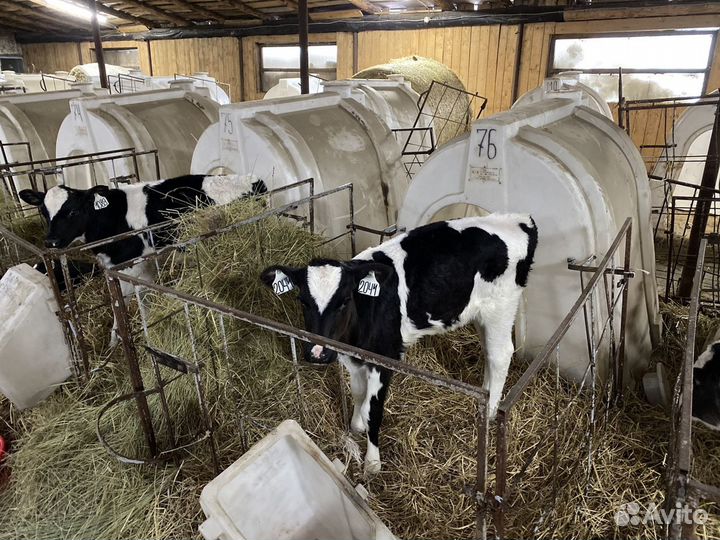 Бычки, телята. Холмогор