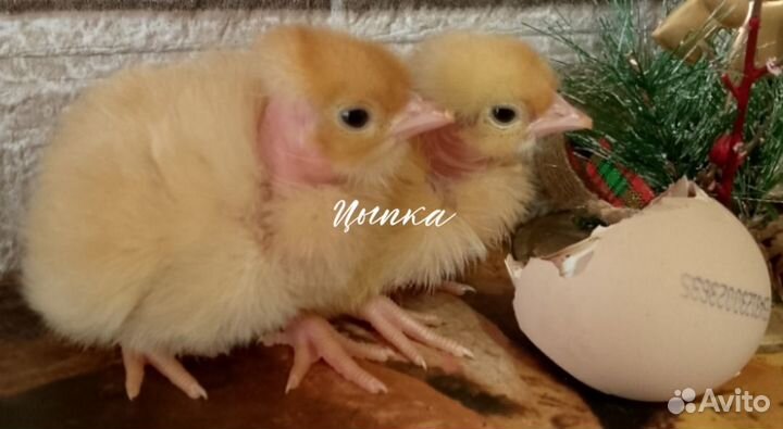 Цыплята Импорт