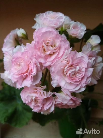 Пеларгония герань сортовая та Эммануэль, Леона