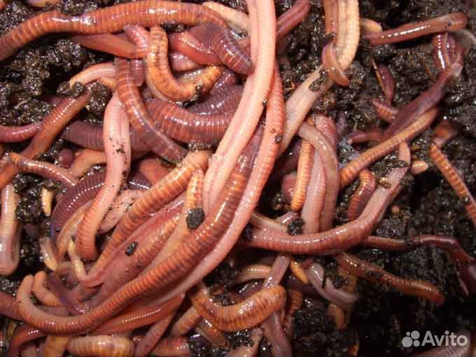 Червь и опарыш