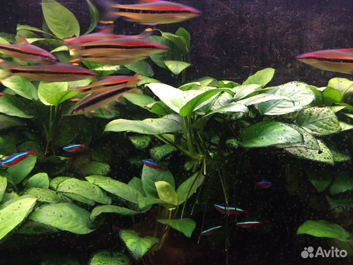 Аквариумные растения Анубиас