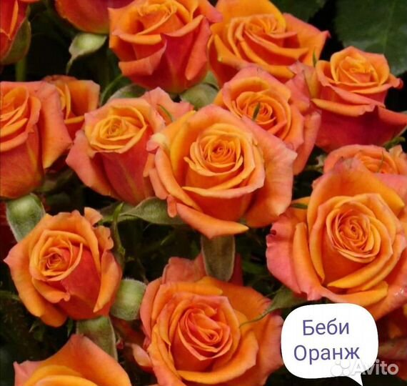 Саженцы роз спрей, Бардюрные листайте их много