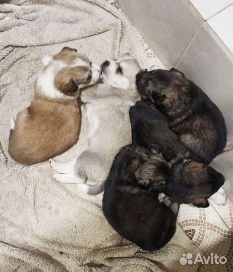 Щенята в добрые руки