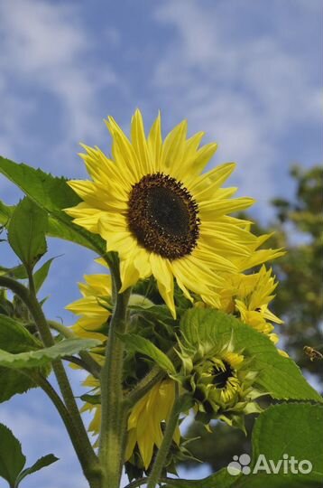 Букет из подсолнухов