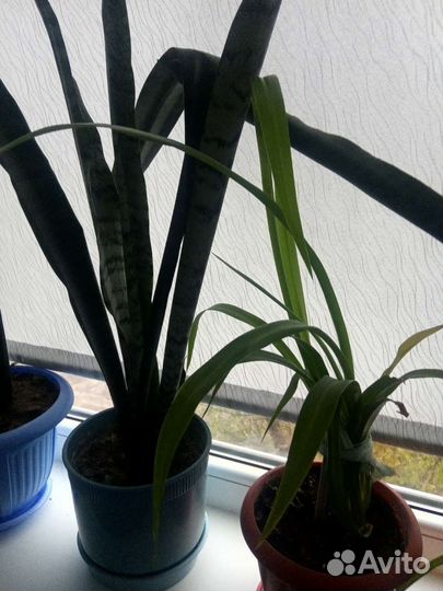 Комнатные цветы