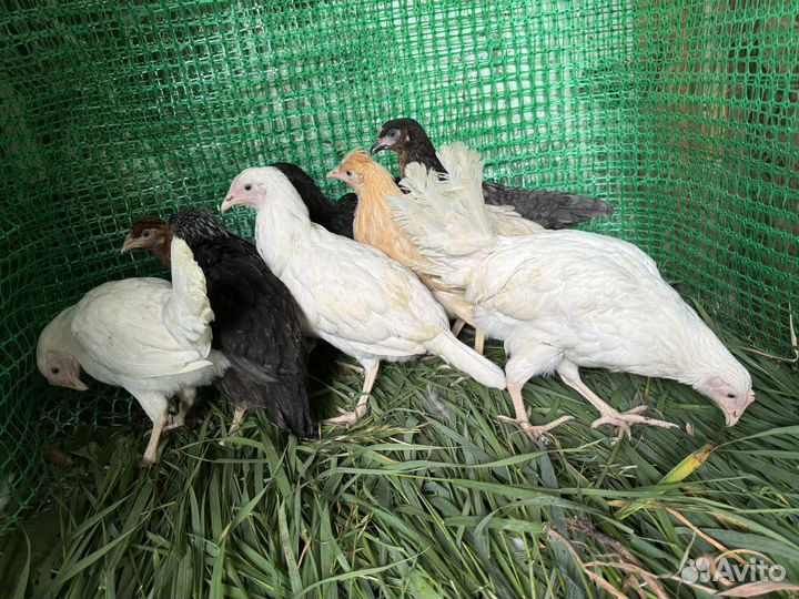 Куры несушки