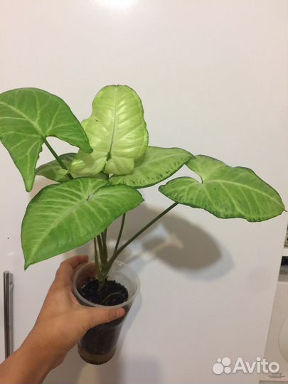 Сингониум Баттерфляй, Неон Пинк', Спер Поинт