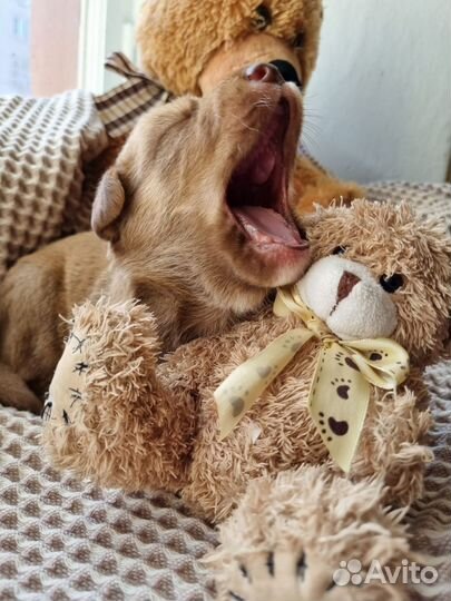 Сладкая булочка