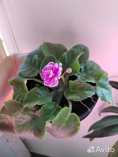 Сортовые фиалки