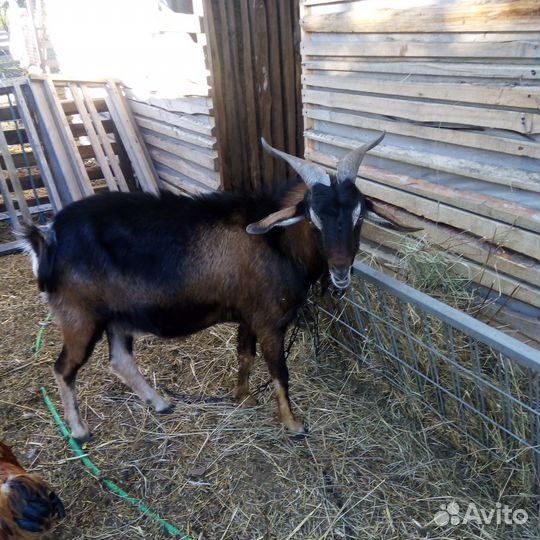 Козёл альпонубийский