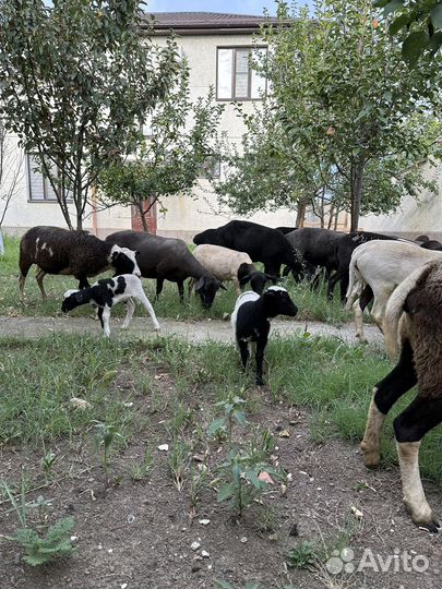 Продаются овцы