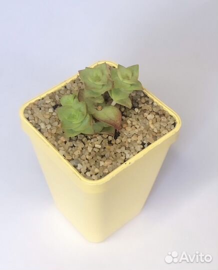 Суккуленты. Эхеверия, хавортия, крассула