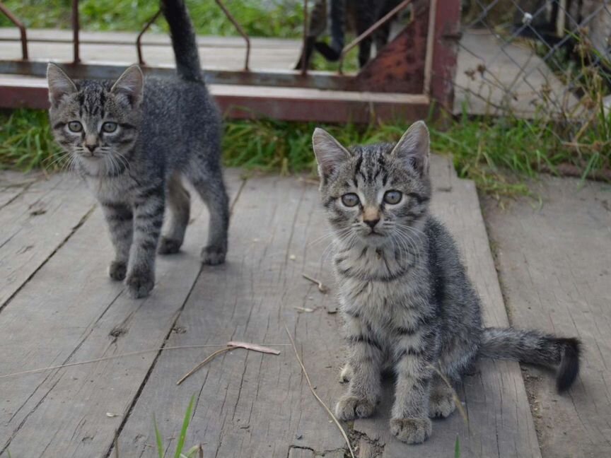 Котята полосатики девочка и мальчик