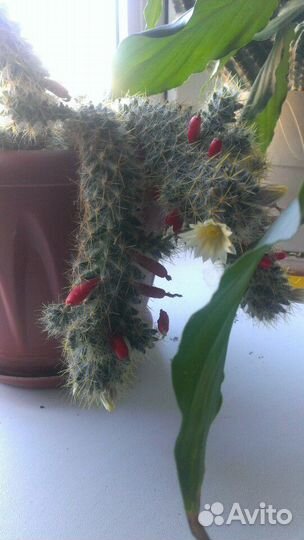 Опунция 3 вида, Эхинопсис, Эпифиллум, Маммилярия