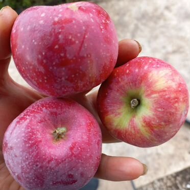 Саженцы яблони 2 в 1