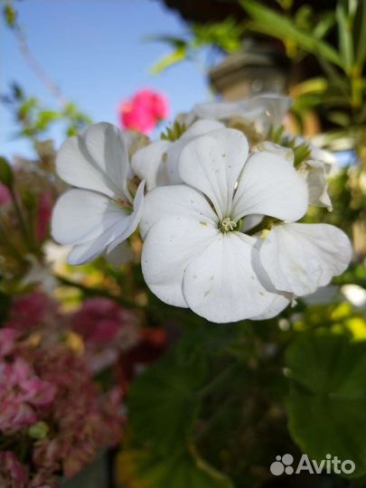 Герберы продам Бугенвиллия К# У П Л# Ю