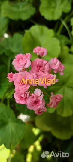 Пеларгонии сортовые