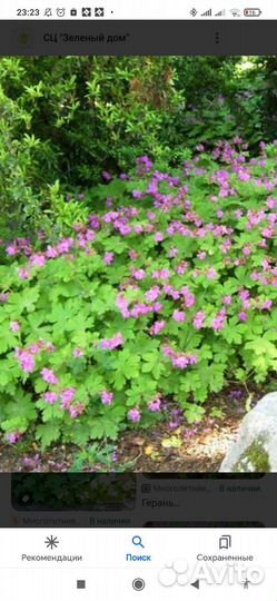 Герань крупнокорневищная