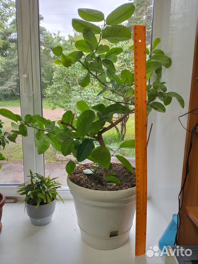 Продам лимон