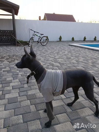 Вязка Ксолоитцкуинтли стандарт