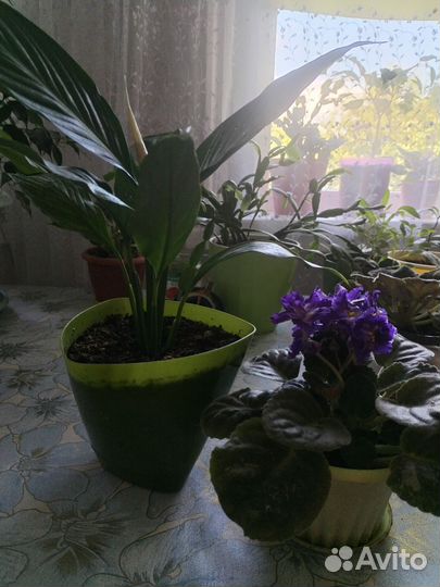 Спатифиллум