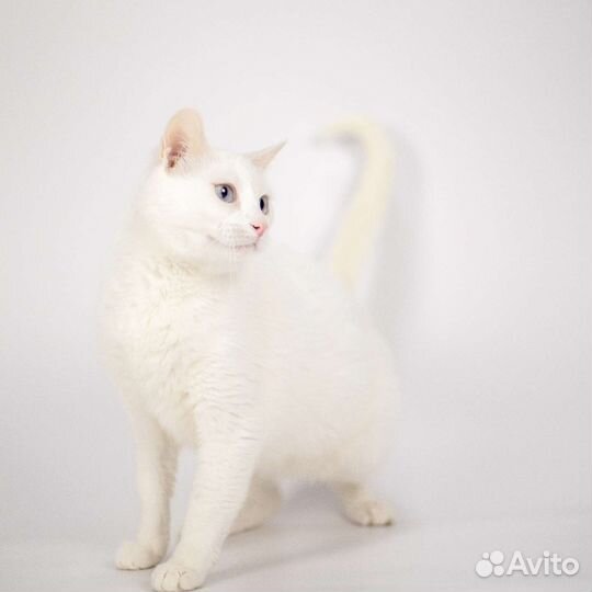 Кошка Зефирка