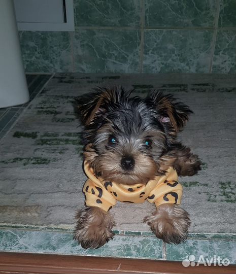 Йоркширский терьер мини