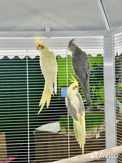 Попугай корелла птенцы