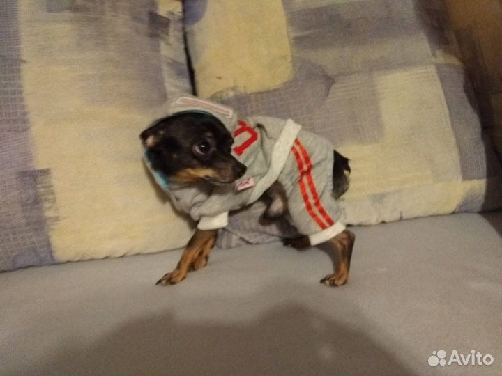 Комбинезон для маленькой собаки, новый
