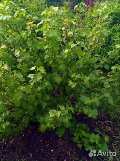 Черная смородина