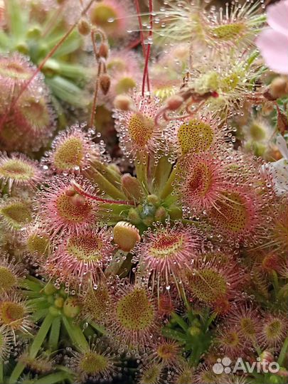 Хищное растение росянка drosera pulchella x omissa