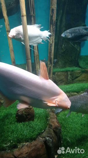 Рыба лучший друг