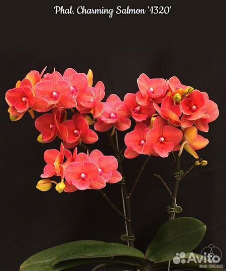 Орхидея биглип Салмон