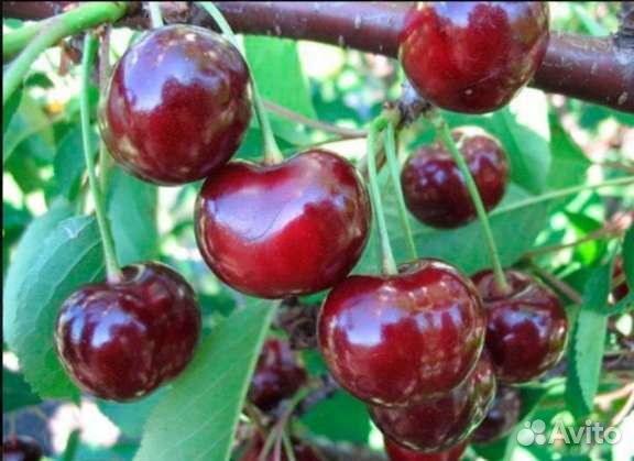 Саженец вишни тёмно-бордовой