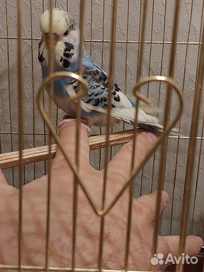 Волнистый попугай чех получех карелла ручной