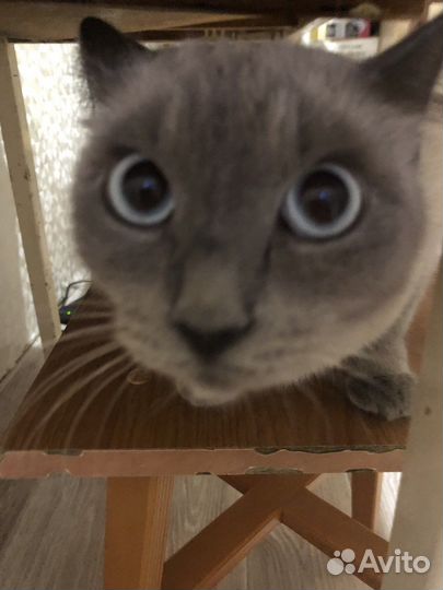 Сиамская кошка