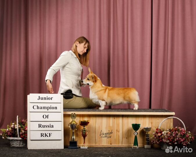 Профессиональный хендлер