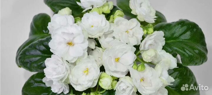 Фиалка Ален кисти хмеля