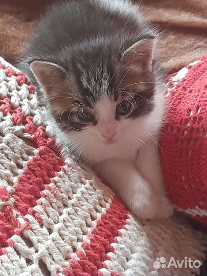 Котенок мальчик