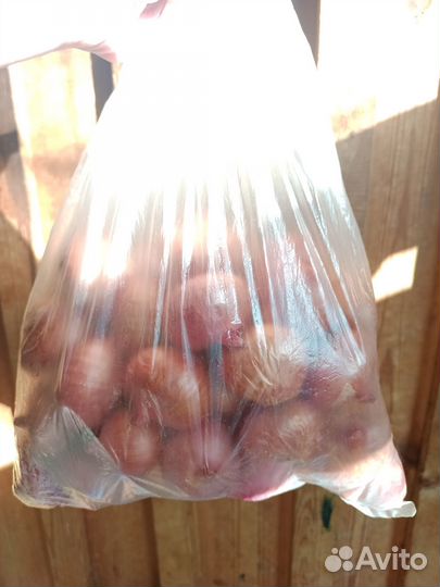 Лук на посадку